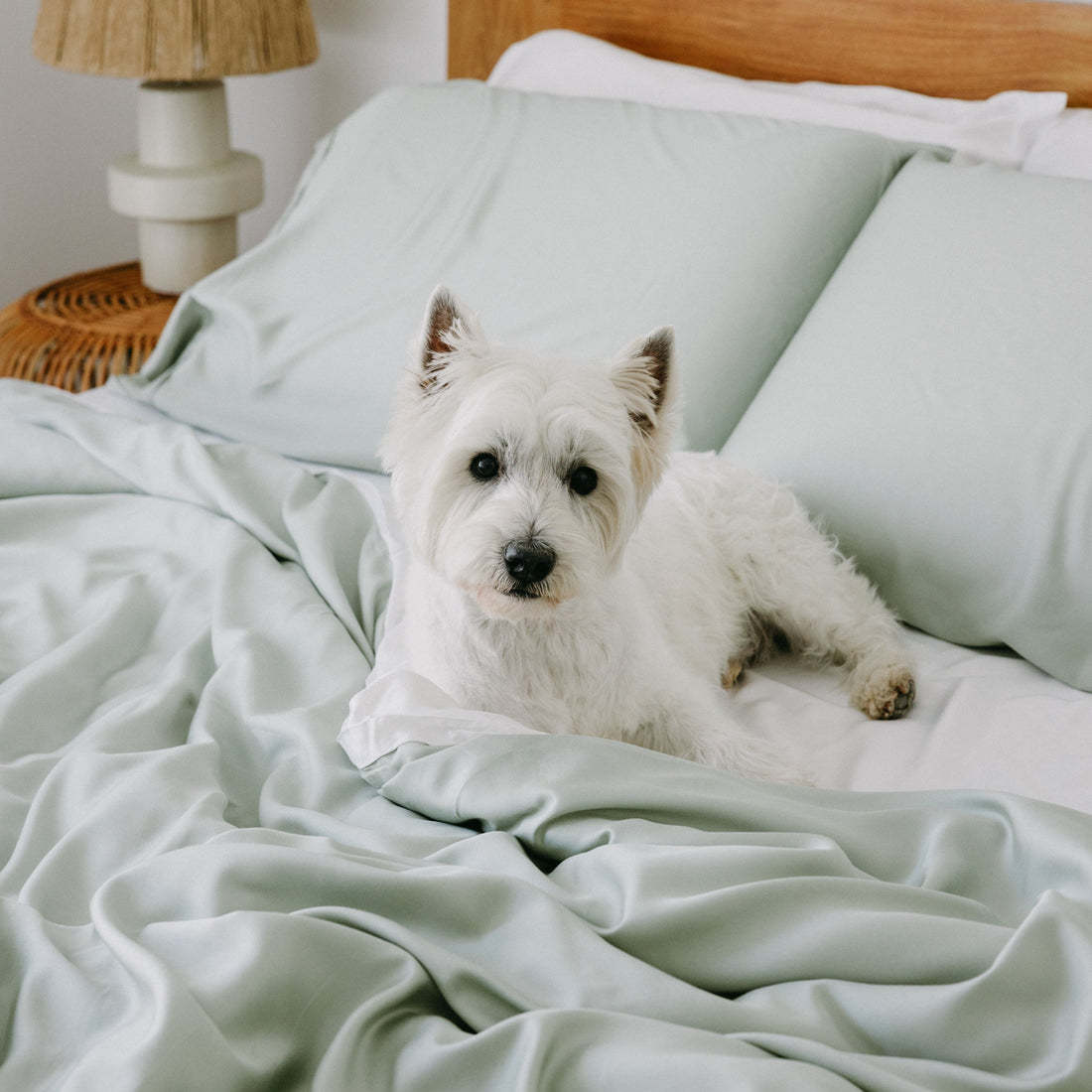 Comfortable Luxury Sateen 100% Bamboo Duvet Cover Bed Sheet Set - Bed... detail view 4 | Petix pet supplies for dogs and cats