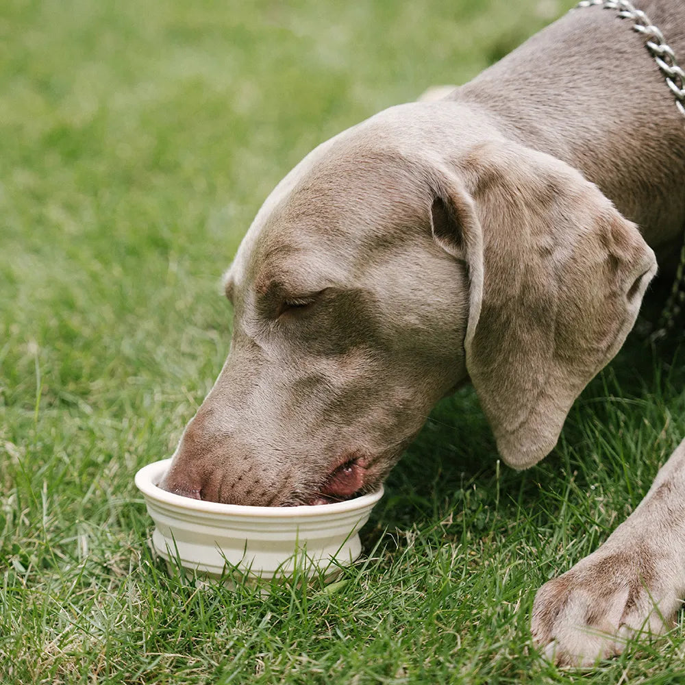 Collapsible Silicone Dog Bowl-Urban Roaming - Pet Bowls, Feeders & Wa... detail view 7 | Petix pet supplies for dogs and cats