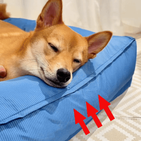 Fully Orthopedic Surround Support Waterproof Large Outdoor Dog Bed