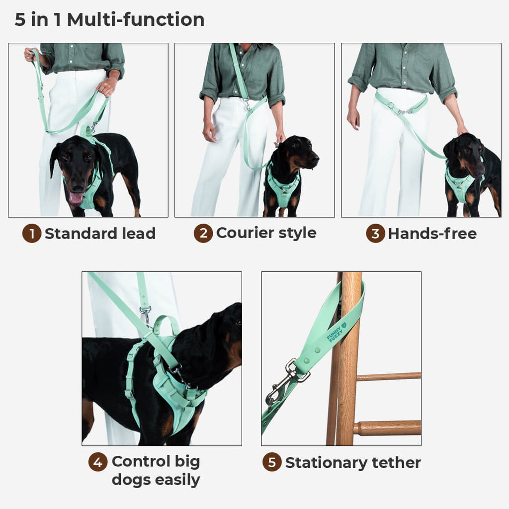 Gummy Cool Dog Accessories Walk Set - Pet Leashes & Collars & Harnesses detail view 10 | Petix pet supplies for dogs and cats