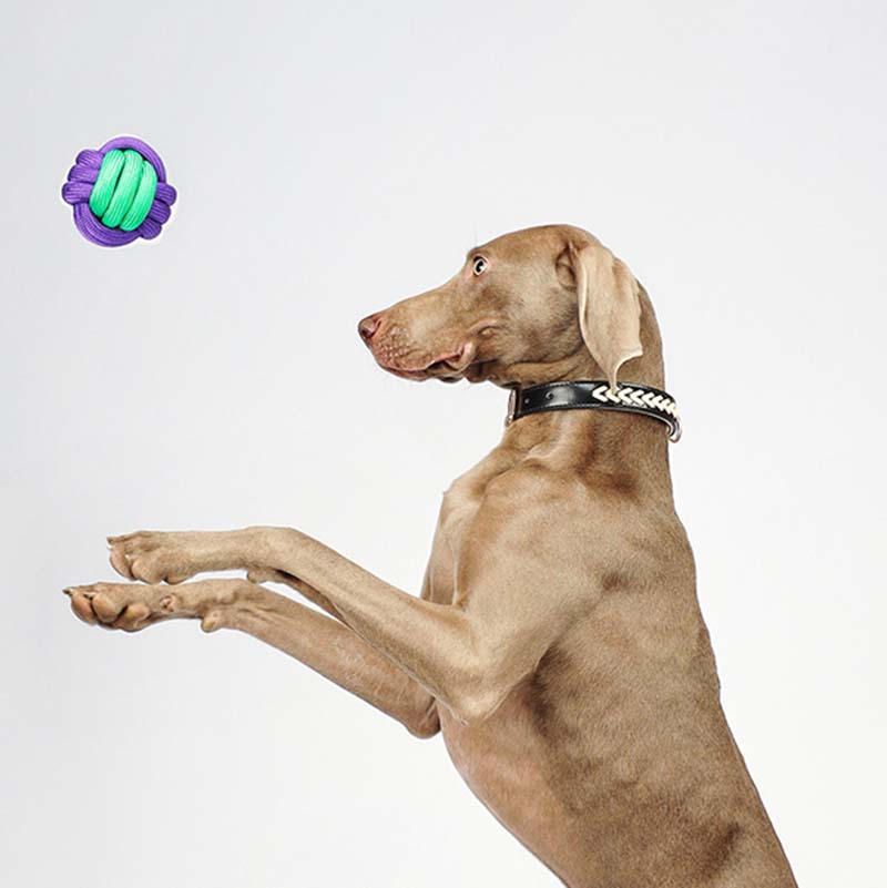 Knots Ball Throwing Dog Toys - Color Clash - Dog Toys detail view 2 | Petix pet supplies for dogs and cats