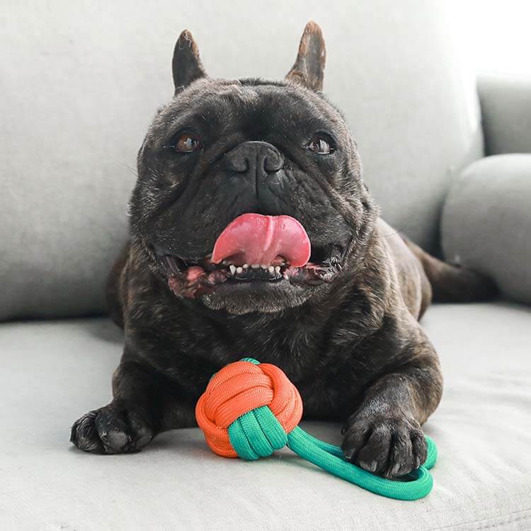 Knots Rope Tug Dog Toys - Color Clash - Dog Toys detail view 3 | Petix pet supplies for dogs and cats