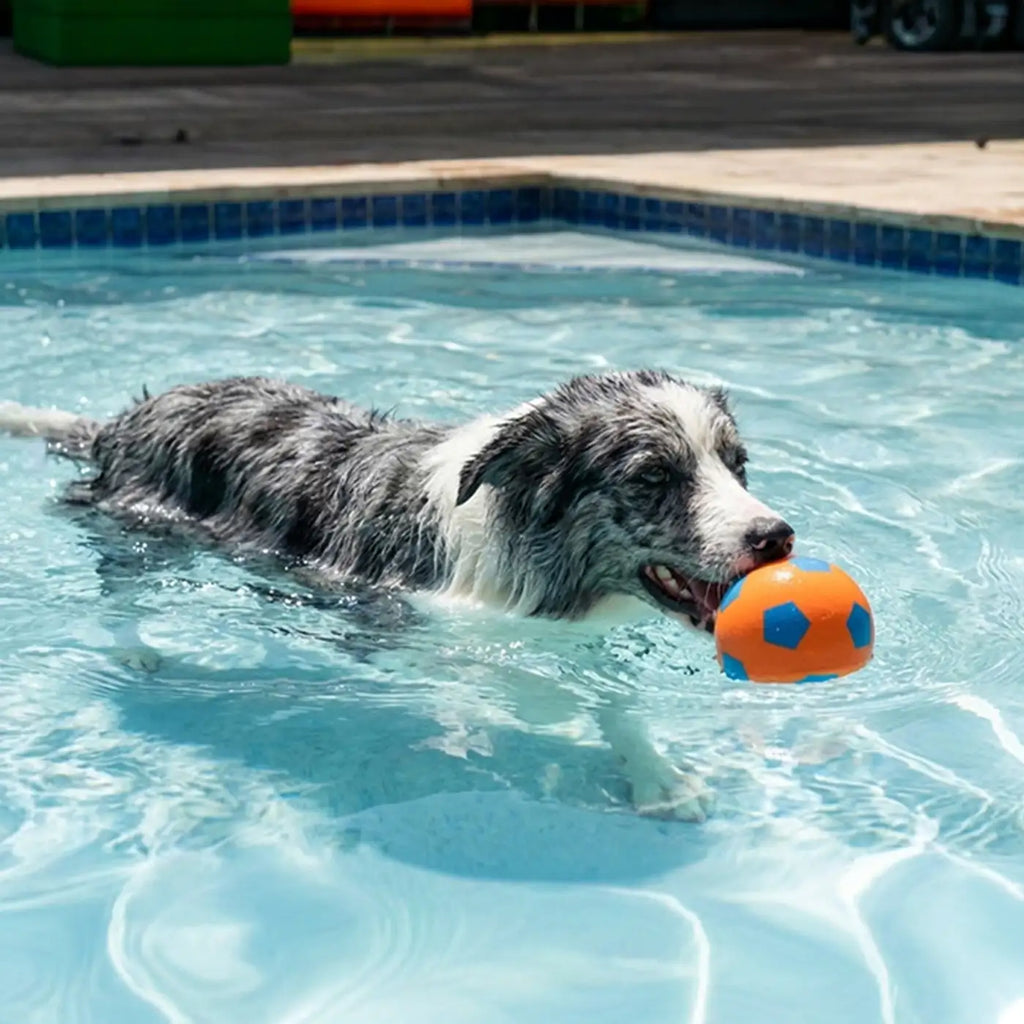 Funny High Elasticity Floating Football Dog Toy - Dog Toys detail view 2 | Petix pet supplies for dogs and cats