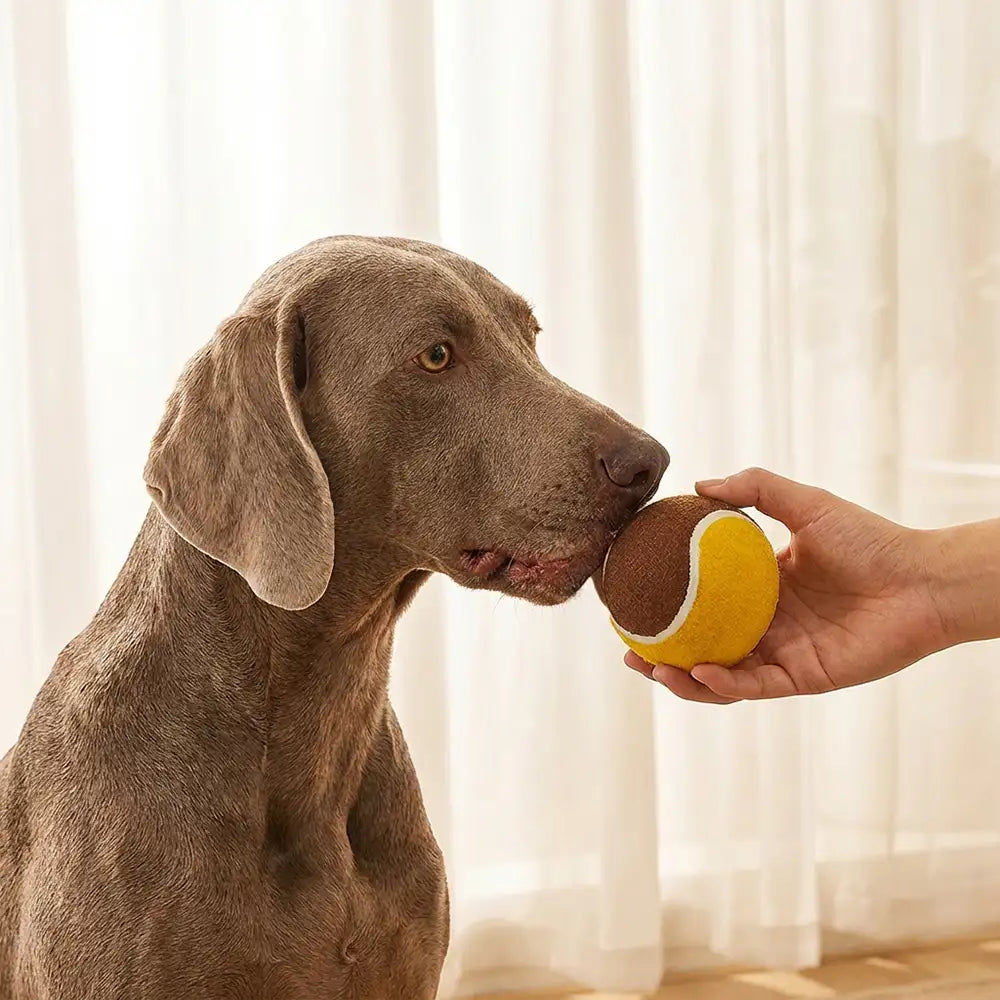 Interactive Tennis Ball Dog Toy - Dog Toys detail view 3 | Petix pet supplies for dogs and cats