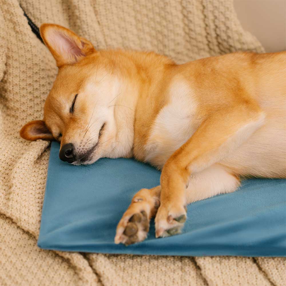 Electrical Pet Heated Pad - Waterproof＆Chewproof For Safe Warmth - D... detail view 10 | Petix pet supplies for dogs and cats