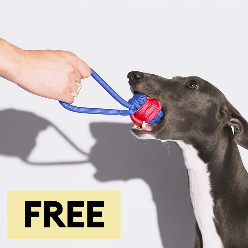 Knots Rope Tug Dog Toys - Color Clash - Dog Toys main product image | Petix pet supplies for dogs and cats