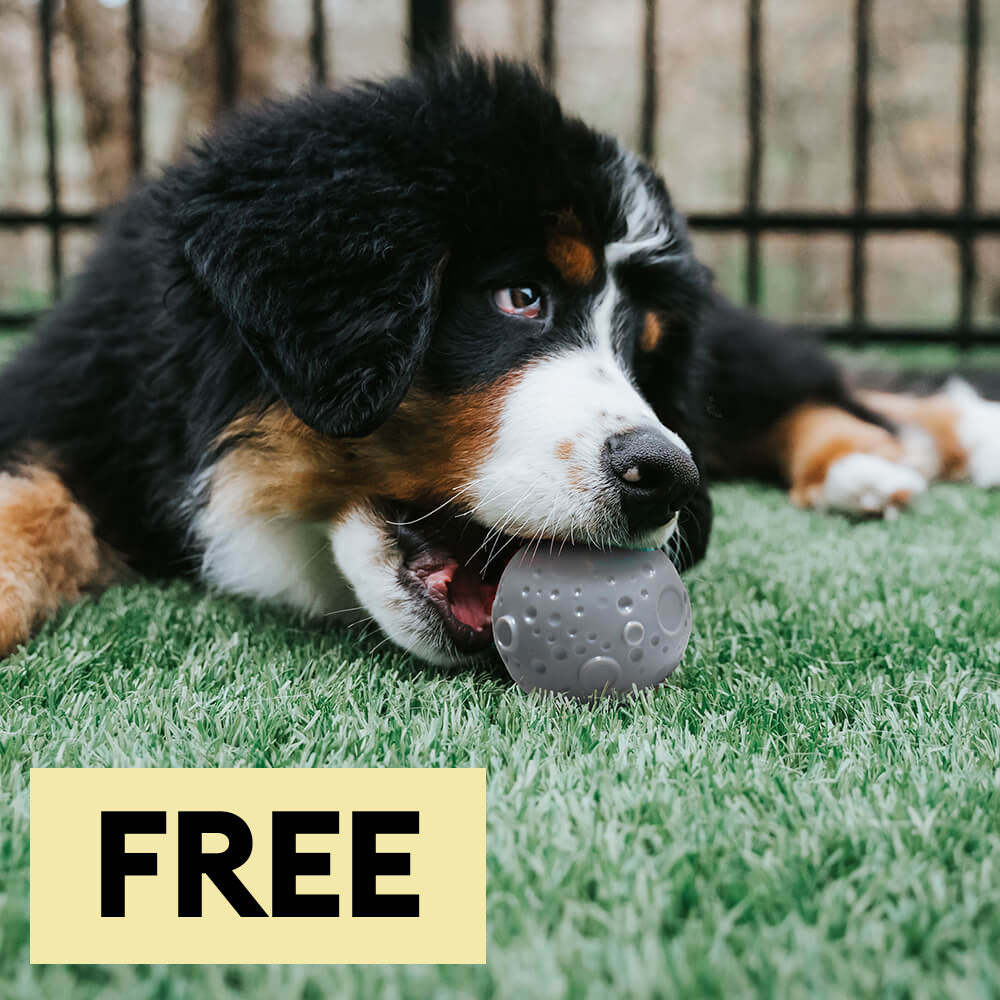 Cosmos Feeder Training Ball Dog Toys - Dog Toys main product image | Petix pet supplies for dogs and cats