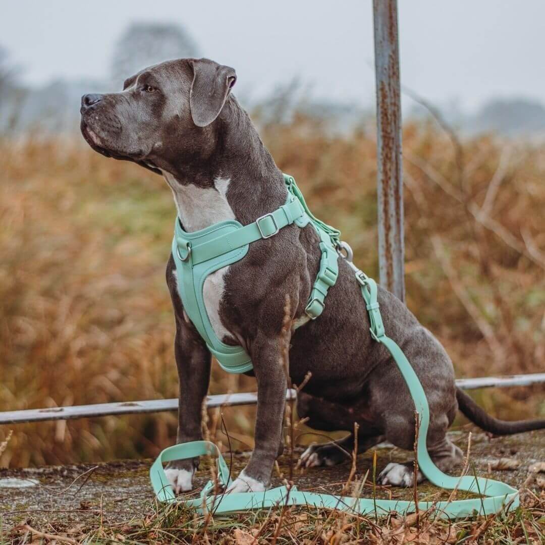 Gummy Cool Dog Accessories Walk Set - Pet Leashes & Collars & Harnesses detail view 2 | Petix pet supplies for dogs and cats