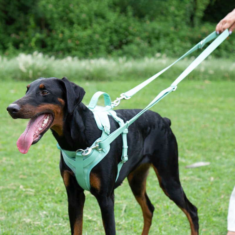 Gummy Walking Dog Leash - Pet Leashes & Collars & Harnesses detail view 3 | Petix pet supplies for dogs and cats
