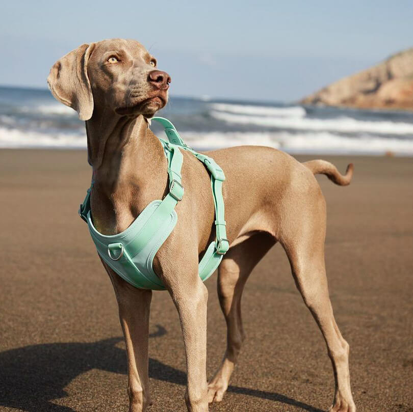 Gummy Cool Dog Accessories Walk Set - Pet Leashes & Collars & Harnesses detail view 5 | Petix pet supplies for dogs and cats