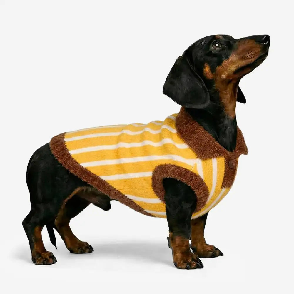 Color Blocked Striped Polo Collar Dog Sweater For Small Dogs – Dog Apparel (main) | Petix pet supplies for dogs and cats