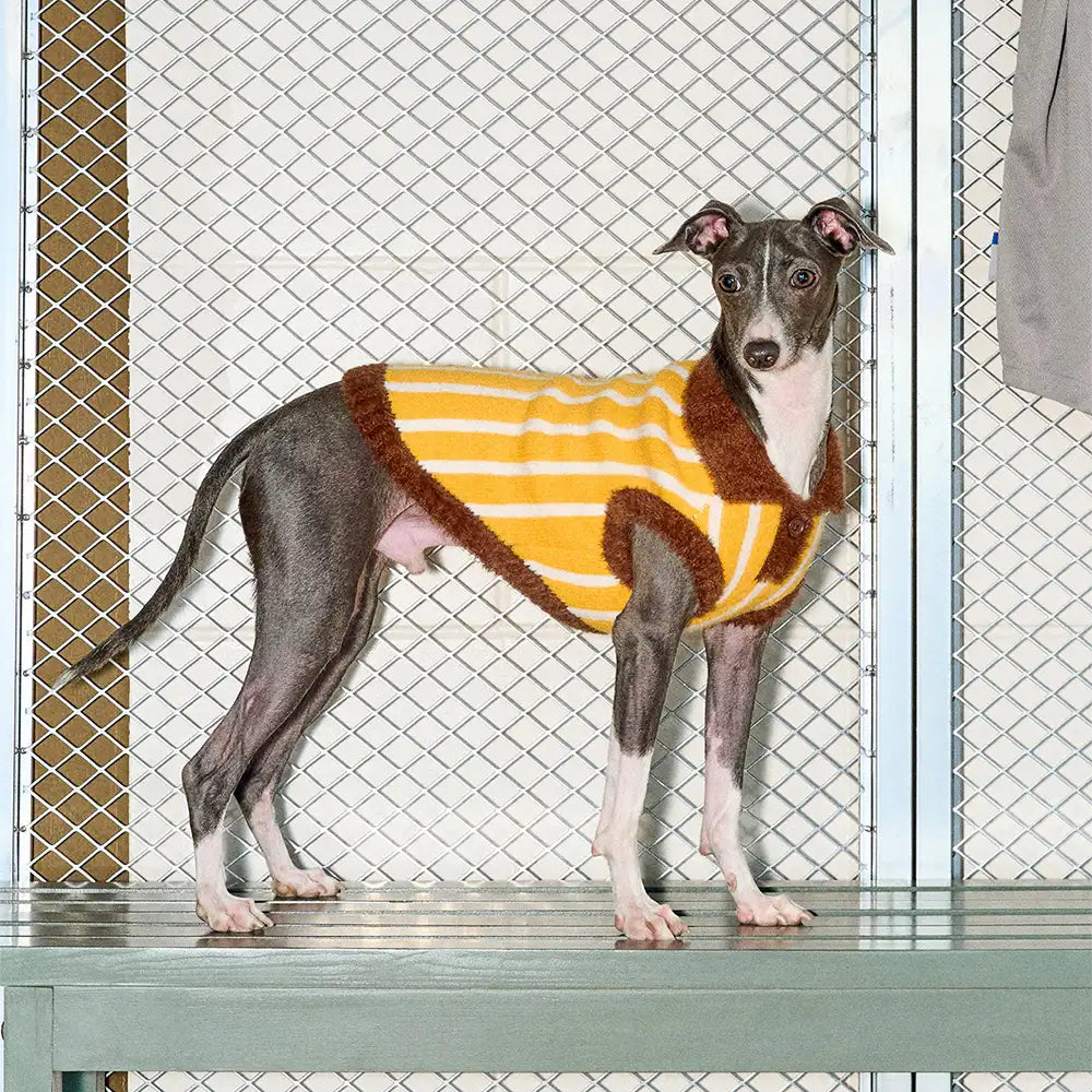 Color Blocked Striped Polo Collar Dog Sweater For Small Dogs – Dog Apparel (view 8) | Petix pet supplies for dogs and cats