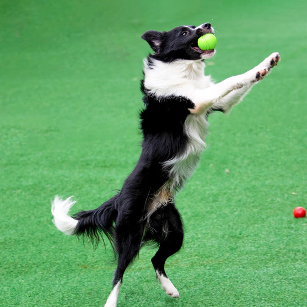 Elastic Squeaky Ball Toy Floating Water Ball Dog Chew Toys – Dog Toys (view 3) | Petix pet supplies for dogs and cats