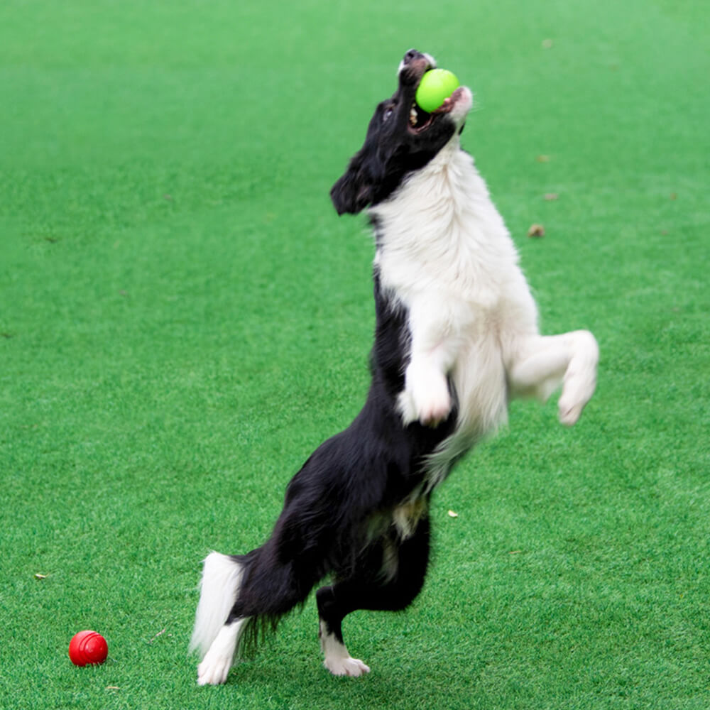 Elastic Squeaky Ball Toy Floating Water Ball Dog Chew Toys – Dog Toys (view 6) | Petix pet supplies for dogs and cats