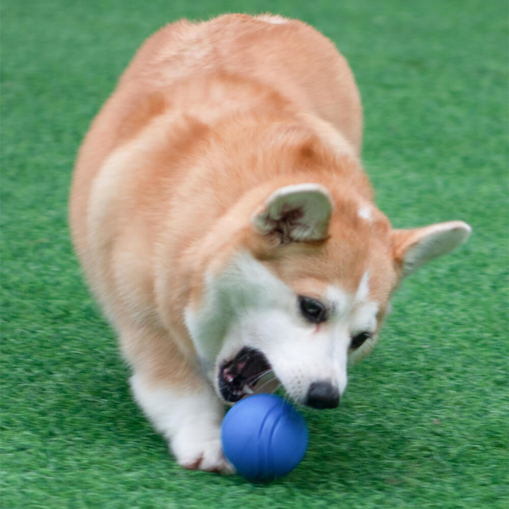 Elastic Squeaky Ball Toy Floating Water Ball Dog Chew Toys – Dog Toys (view 7) | Petix pet supplies for dogs and cats