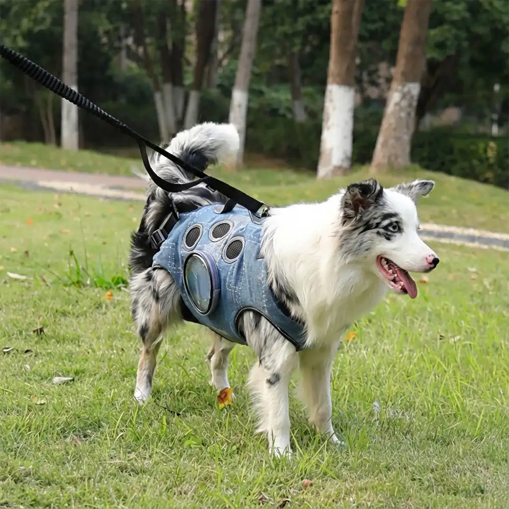 Hands-Free Dog Backpack Carrier for Travel & Hiking – Multifunctional Pack for Medium… | Petix pet supplies for dogs and cats