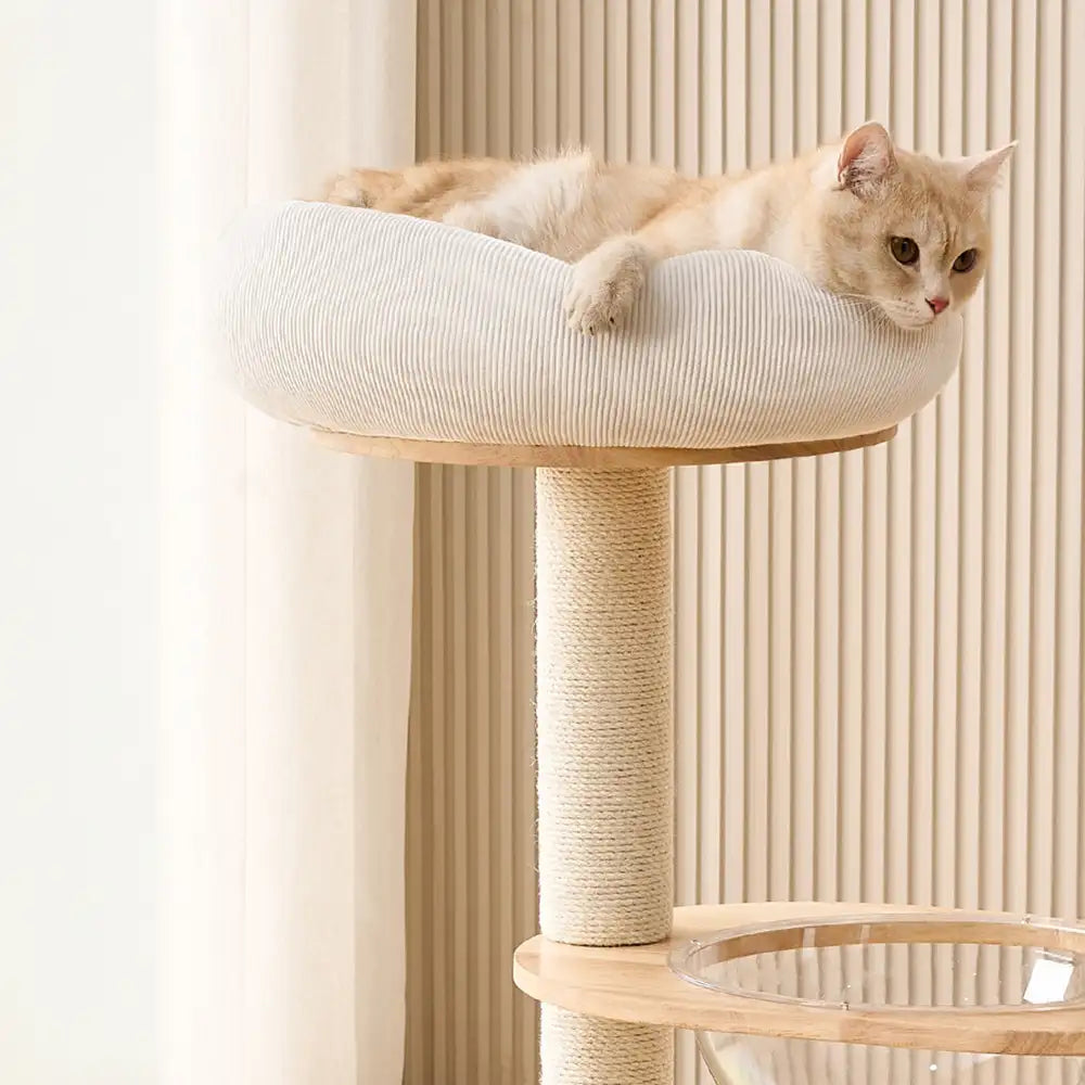 Modern Wooden Multi-Functional Play And Scratching Cat Tree with Space Capsule – Cat T… | Petix pet supplies for dogs and cats