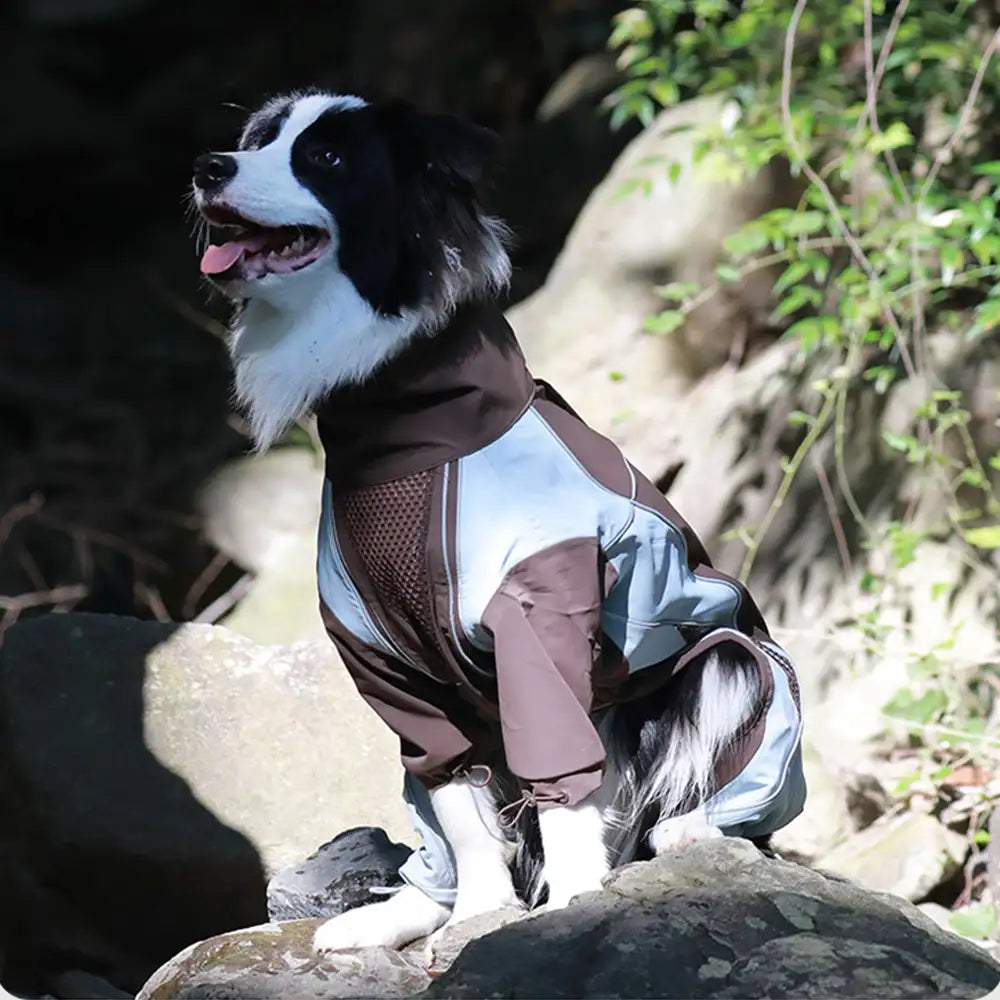 Multi-Functional Waterproof Windproof Dog Windbreaker Coat for Medium & Large Dogs – D… | Petix pet supplies for dogs and cats