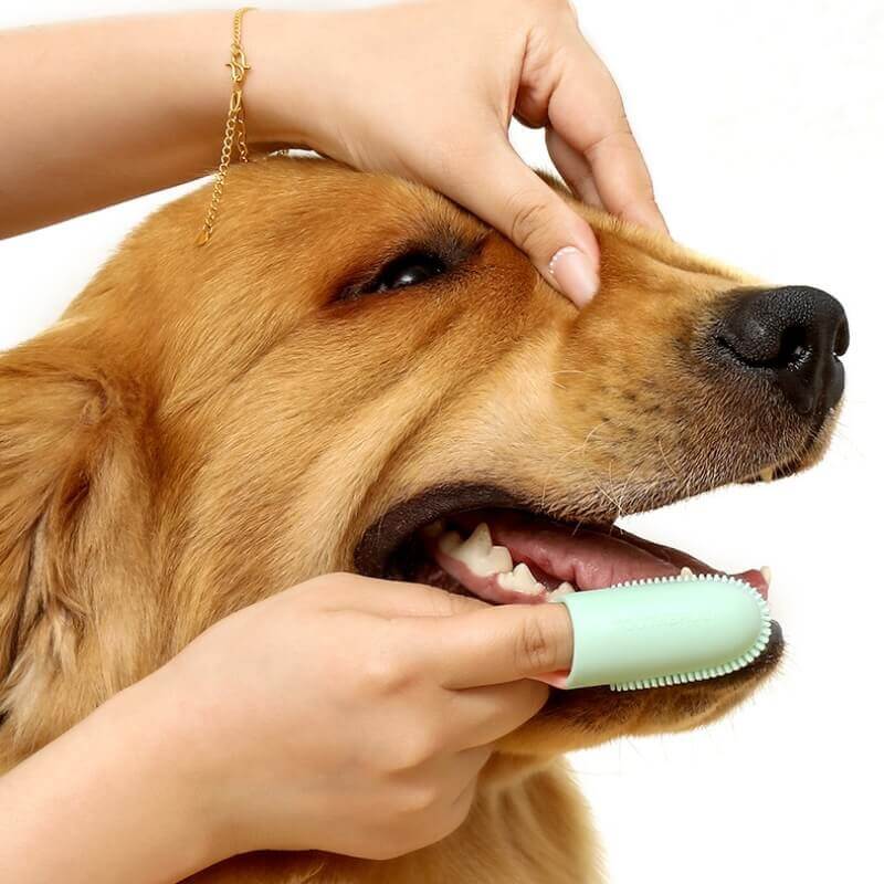 Pet Toothbrush Finger Toothbrush – Pet Grooming Supplies (view 5) | Petix pet supplies for dogs and cats