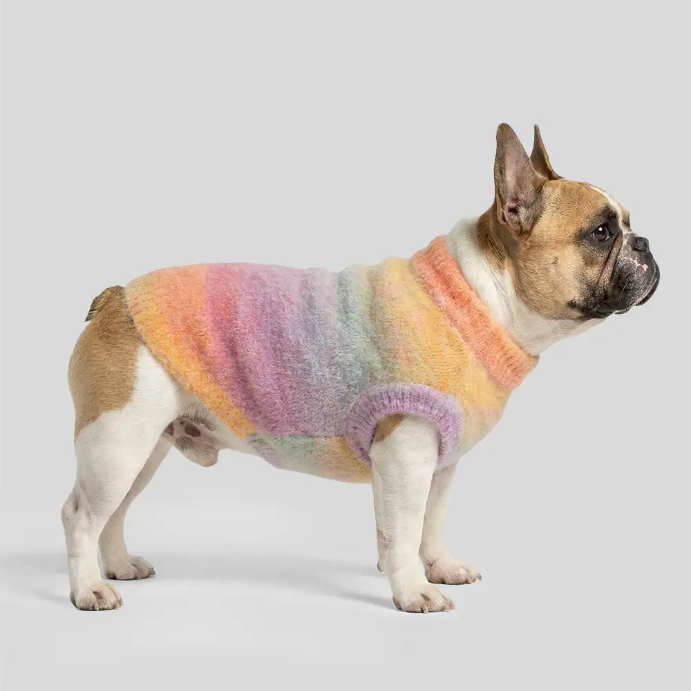 Soft Warm Thick-Knitted Dog Sweater – Designed For Dachshunds, French Bulldogs & Pugs… | Petix pet supplies for dogs and cats